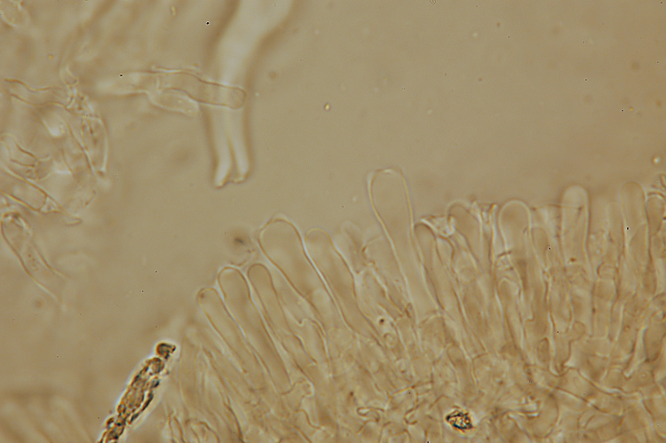 Phanerochaete avellanea  ?